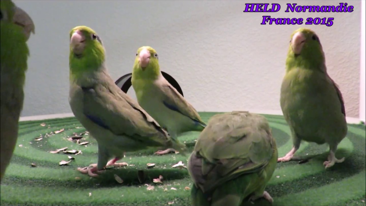 Training parrots Pacific parrotlet Forpus Coelestis Toui céléste -003 ... - Minimizing Stress In Parrotlet Training
