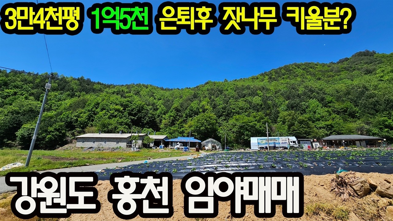 은퇴고민 되죠 20년전 가격에서 다시 반값으로 내려 팝니다 강원도 홍천군 임야매매 3만4천평 1억5천 임야매매 잣나무 임업가능