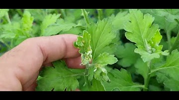 Bông cúc đại đóa tết 2025#ToanNguyen#0335390179