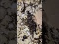 Ant vs Ant — Epic Battle for Survival! 🐜⚔️ #ytshorts  #shorts #insects #forest