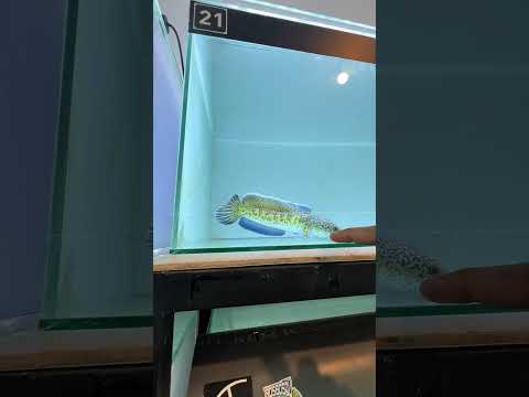 Koleksi ikan channa Auranti dan Stewarti #bosbosqu #channa