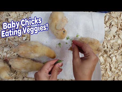 Video: Bagaimana Membina Brooder Chick dan Meningkatkan Chicks Happy