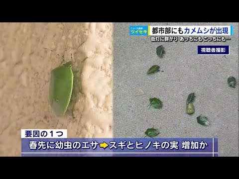悪臭放つ「カメムシ」全国で大量発生  広島も”異常事態”　「刺激を与えると分泌液を出す。触らないで」