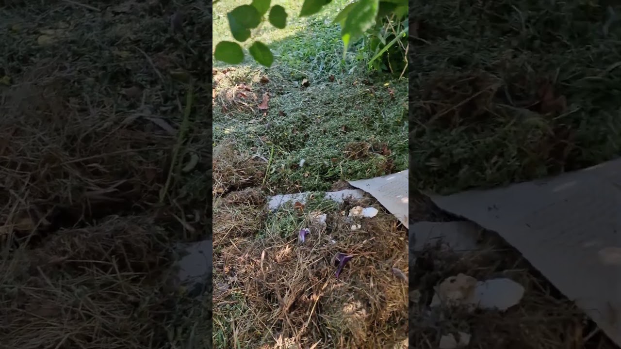 РОЗЫ.Уход за кустами. 