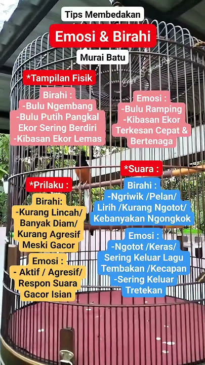 cara membedakan Murai batu Emosi Atau birahi.#emosi #birahi #setinganmuraibatu #kicaumanianusantara