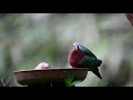 Emerald Dove stretching wings