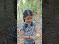 #vaazha 2#vanilachediye#Guava#Narural#Fresh#organic#Sweet#Kids#harvesting #pickingfruit