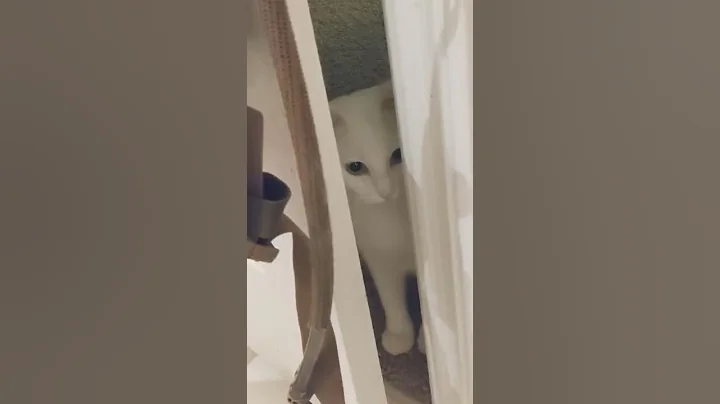 Video 1252451: cream tabby cat, tabby cat white, white cat eating, cat outside