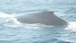 Antarctica 2020 - From The Ground