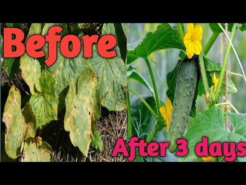 Video: Why do cucumber leaves turn yellow in a greenhouse and how to deal with it