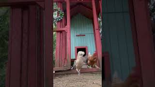 #primus #dad #chickens #freerangechickens #backyardchickens #longisland #chickencoop #fyp #farm