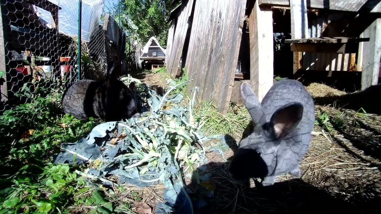 The Real BP EarthWatch's Forecast: Sunny Days Ahead for The Rabbit City! 🌎☀️