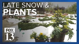 Gardeners, arborists work to protect plants and trees during May cold snap