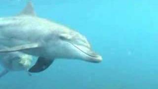 Two Dolphins Play-Fighting