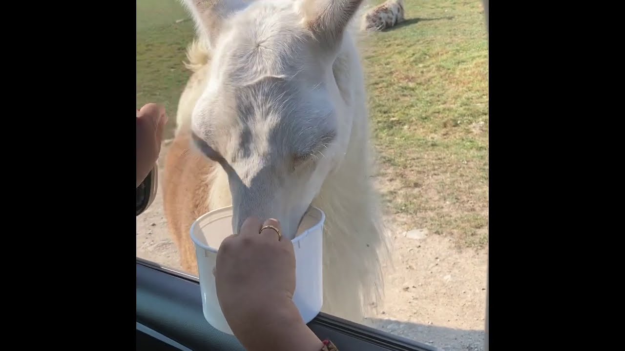 Hidden Valley Animal Adventure 2020