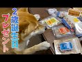 豆柴ふくに2歳の誕生日プレゼントが届いたので開封してみた！ #92