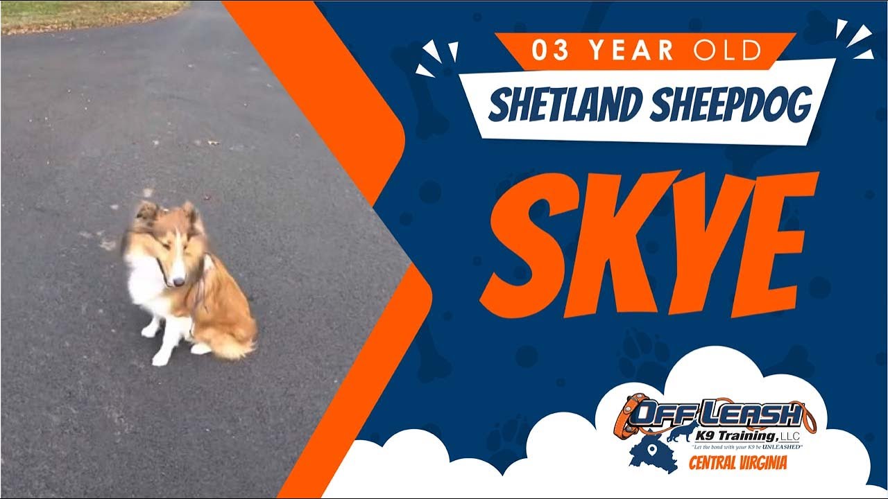 3 y/o Shetland Sheepdog Skye Best Dog trainers Virginia YouTube