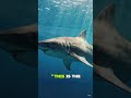 If This Shark Sees You… It’s Already Too Late 🦈, #shorts #shark #oceanpredator #wildlife