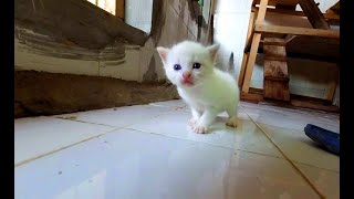 The Siamese Kittens Grow Fast and They Start To Walk