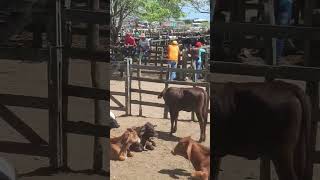 A Feira De Gado De Cachoeirinha-Pernambuco