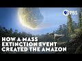 How A Mass Extinction Event Created The Amazon How A Mass Extinction Event Created The Amazon