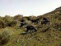 En los llanos de la sierra.