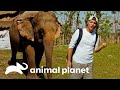 Aquí los elefantes son parte de la familia | Wild Frank en India | Animal Planet