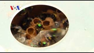 Famous Tracking Bees in an Urban Jungle Wealth