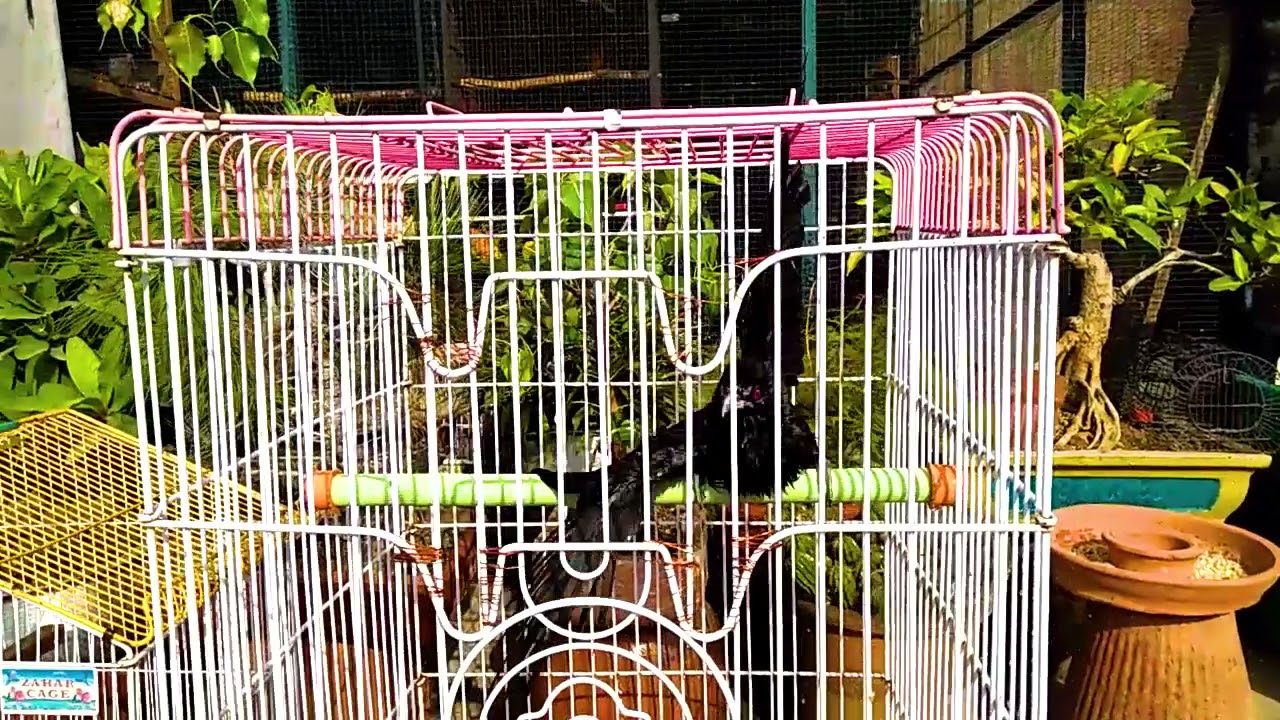 Asian Koel ( Tamed Pakistani ) Hand raised Chick