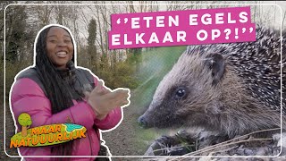 Egel: dumb ways to die | Maar natuurlijk | Vroege Vogels