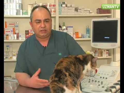 Video: Kedilerde Kalp Yetmezliği, Konjestif (Sol Taraflı)