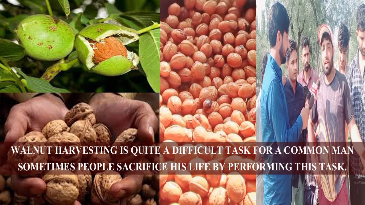 Kashmir || Walnut harvesting season is going on in Kashmir valley these days || ANN News