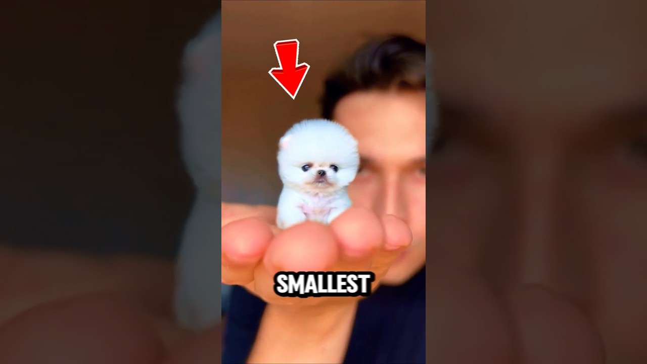 Самые маленькие собаки, в существование которых вы не поверите! 😍