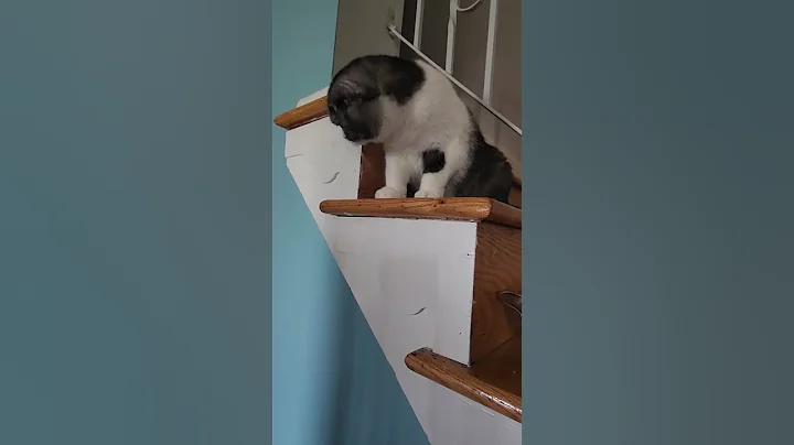 Video 9722841: scottishfold cat cute, cute cat family