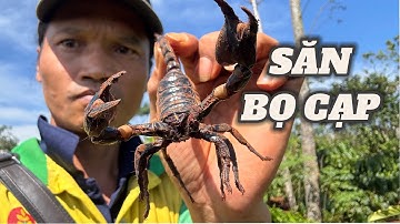 Săn Bọ Cạp Làm Món Ăn Kinh Dị Ít Người Dám Ăn | Già Làng Tây Nguyên
