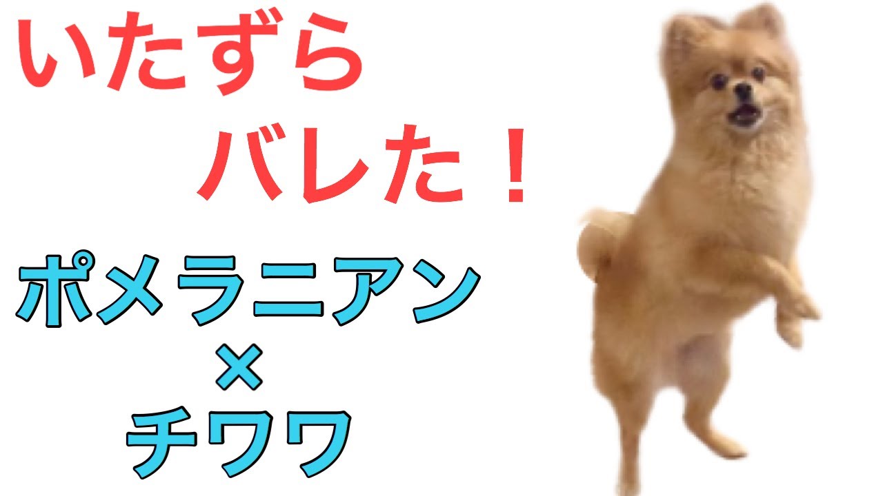 いたずらがバレた瞬間の犬の表情がおもしろい ポメチワ ポメラニアン チワワ ミックス犬 Youtube