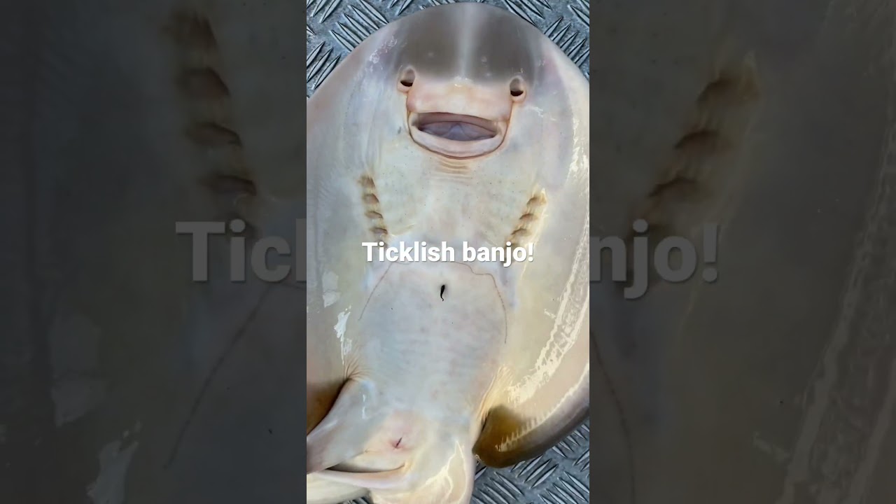 Banjo Sharks are very ticklish 