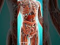 Vitamin D3 Deficiency Explained Inside the Body #VitaminD3 #VitaminD #BoneHealth #Immunity