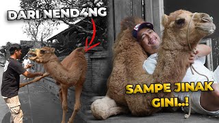 Download Lagu Proses Panjang Ajari Unta Duduk, Ternyata Gak Semudah Itu! Tapi Akhirnya BERHASIL! 🙌 MP3 Download Lagu Proses Panjang Ajari Unta Duduk, Ternyata Gak Semudah Itu! Tapi Akhirnya BERHASIL! 🙌 MP3
