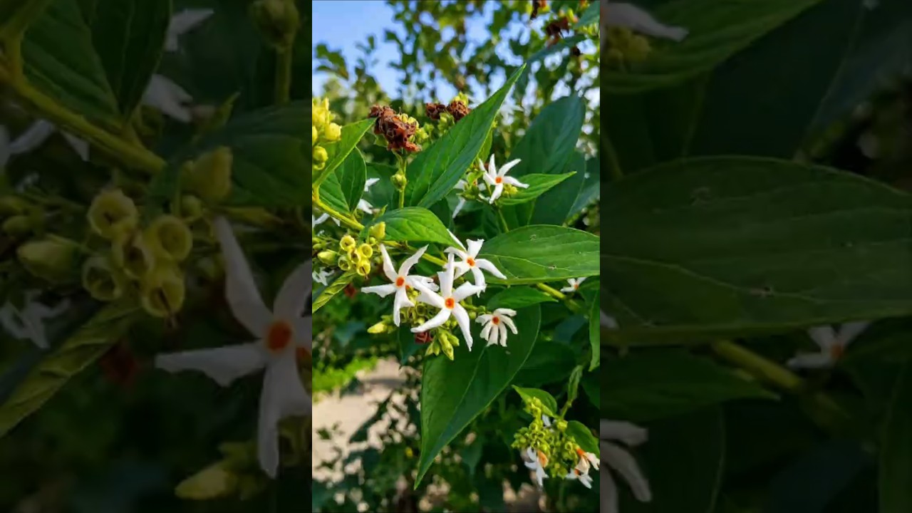 Amazing Harsingar Benefits You Need to Know! 🍃 #shorts #plants #farming