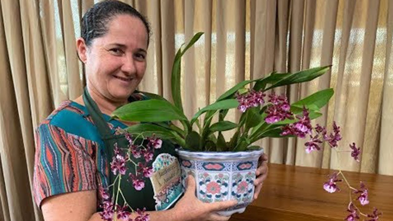 Tudo o que você precisa para saber como plantar orquideas chocolate - dicas do jardineiro amador Tudo o que você precisa para saber como plantar orquideas chocolate - dicas do jardineiro amador