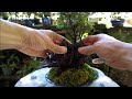 Bonsai diary ♯121「How to a make Bonsai art」Japanese cypress 素材(津山ヒノキ)
