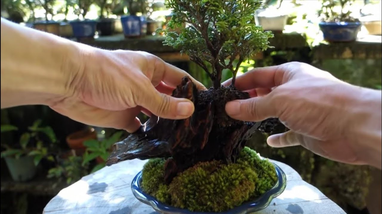 Bonsai diary ♯121「How to a make Bonsai art」Japanese cypress