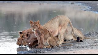 A SUPER PRIDE of 21 Lions Arrive in the Manyeleti