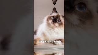 Самые популярные породы кошек В РОССИИ 🇷🇺