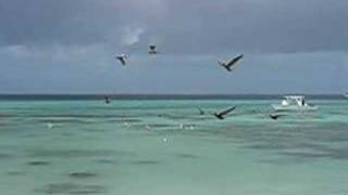 alcatraces en Los Roques