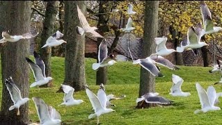 Herring Gull Call - Herring gull Sound - Herring gull Calling And Flying
