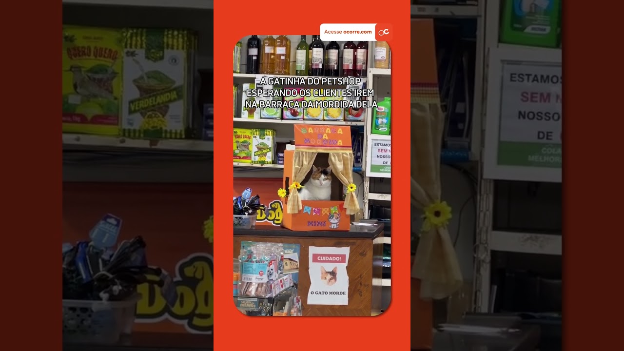 BARRACA DA MORDIDA: No clima junino, essa gatinha virou atração entre os clientes