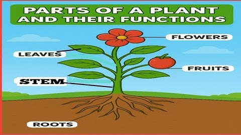 Parts of a Plant and their Functions II Know the  Parts of Plant -ROOT, STEM, LEAVES, FLOWERS & MORE