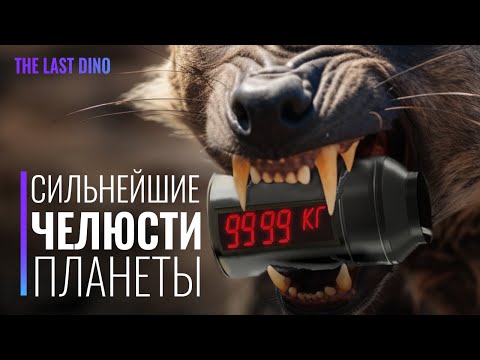 У кого Самый МОЩНЫЙ Укус за всю историю Планеты?